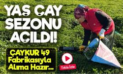 2025 Yaş Çay Sezonu Başladı: ÇAYKUR 49 Fabrikasıyla Alıma Hazır