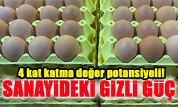 Yumurtanın Sanayideki Gizli Gücü: Kabuğu Bile Değerli
