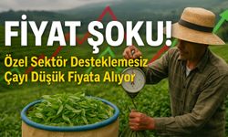 Özel Sektör Çayı Ucuza Kapatıyor! Üretici Maliyetin Altında Eziliyor