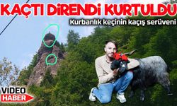 Keçi inadı, Şanslı’yı hayatta tuttu: Kurbanlık olmaktan kaçtı
