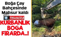 Rize’de Kaçan Boğa İş Makinesiyle Kurtarıldı: O Anlar Kamerada
