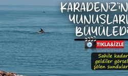 Karadeniz’de yunusların dansı: Ünye kıyılarında görsel şölen