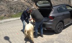Artvin'de satın aldığı kurbanlık küçükbaşı otomobilinin bagajında taşıdı