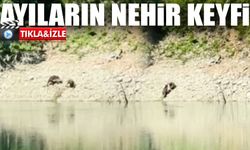 Artvin’de İki Ayı Nehirde Serinledi, Kıyıya Çıkar Çıkmaz Kavga Başladı