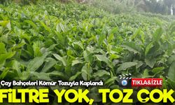ÇAYKUR Fabrikasının Bacasından Çıkan Kömür Tozu Çay Bahçelerini Kapladı