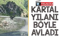 Kartalın Yılan Avladığı Anlar Sosyal Medyada İlgi Gördü