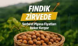 Serbest Piyasa Fındık Fiyatlarıyla Üretici Şaşırıyor; İşte Güncel Fiyatlar!