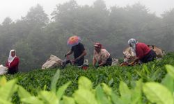 Çayda Taban Fiyata Dikkat! Rize'de Fabrikalara Sıkı Denetim