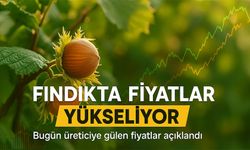 Fındık Fiyatları Bugün Ne Kadar Oldu? Serbest Piyasada Fındık Kaç TL’den Alınıyor?