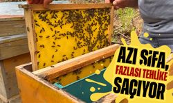 Yalnızca 4 Yılda Bir Hasat Ediliyor: Azı Şifa, Fazlası Tehlike Saçıyor