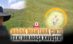 Dağda Mantara Çıktı, Tilki Arkadaşa Kavuştu! Gümüşhane’de Sıradışı Buluşma