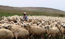 50 Bin TL Maaşla Kimseyi Bulamıyorlar! Altın Meslek Tehlikede