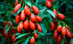 Goji Berry faydaları nelerdir? İşte bu süper meyvenin sağlık sırları