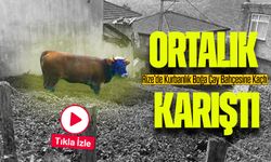 Rize’de Kurbanlık Boğa Çay Bahçesine Kaçtı, Ortalık Karıştı!