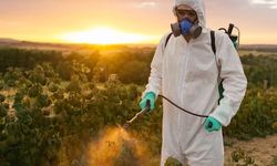 Gıdalardaki Pestisitler Sağlığı Nasıl Etkiliyor? Riskler ve Önlemler