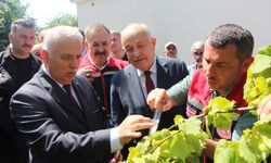 İstilacı kokarcaya karşı samuray arısı umudu