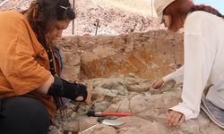 Çankırı’da 9 Milyon Yıllık Dev Fosiller Bir Arada Bulundu