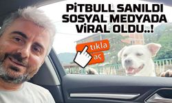 Esnafın Peşinden Ayrılmayan Köpek Sosyal Medyada Gönülleri Fethetti