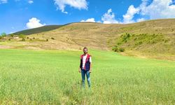 Bayburt’ta Yem Bitkileri İçin Saha Çalışmaları Aralıksız Sürüyor