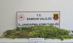 Samsun’da 5 bin 608 kök kenevir bitkisi ele geçirildi