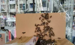 Iğdır’da kraliçe arının peşinden gelen arılar şehri istila etti