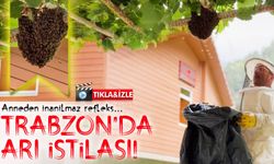 Trabzon’da Arı İstilası! Anne Tencere Kapaklarıyla Çocuklarını Korudu