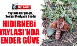 Yaylada Karşılaştı, Sosyal Medyada Sordu: Böcek “Kedi Güvesi” Çıktı