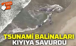 Japonya’da Tsunami Dalgaları Balinaları Kıyıya Vurdu! Çarpıcı Görüntüler