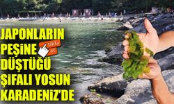 Japonların Peşine Düştüğü Şifalı Yosun Giresun’da İlgi Odağı Oldu