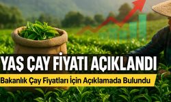 Bugün Yaş Çay Fiyatlarında Büyük Fark! ÇAYKUR Ve Özel Sektörün Güncel Rakamları Açıklandı