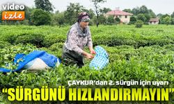 ÇAYKUR’dan 2. Sürgün Uyarısı: “Çay Hasadını Aceleye Getirmeyin”