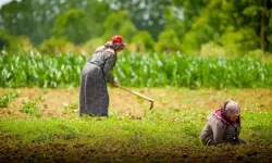 Erzincan Ovası’nda Silajlık Mısır Hasadı Başladı