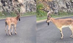Dağ Keçisi Kameralarda! Agresif Tavırları Dikkat Çekti