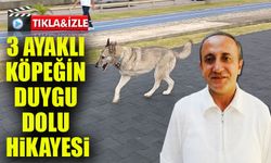 Üç ayaklı köpek yeniden yaşama tutundu: Sahilde yürüyüşe çıktı