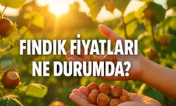 Fındık Fiyatları Güncellendi! Karadeniz’de İl İl Fiyat Tablosu Açıklandı