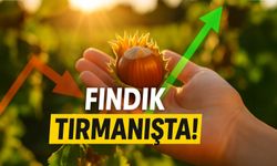 Fındıkta Şok Fiyat Rekoru: Tabanı Zorlayan Rakamlarla Piyasada Gergin Bekleyiş