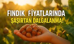 Fındık Fiyatları Zirveyi Zorluyor: Hasatın Getirdiği Şaşırtıcı Rakamlar!