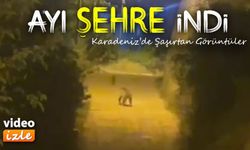 Gümüşhane’de Şehir Merkezine Kadar İnen Ayı Görenleri Şaşırttı