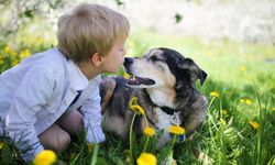 New York’tan Tarihi Karar: Köpekler Artık...