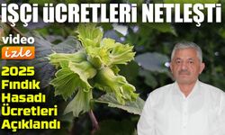 Ordu’da Fındık Toplama İşçi Ücreti 1.200 TL Olarak Belirlendi