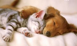 Kedi ve Köpek Beslemek Beyin Sağlığını Koruyabilir
