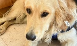 İzmir’de Denize Girdi Diye Barınağa Alındı: Ares İsimli Köpek Hastalanıp Öldü