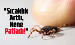 Artan Sıcaklıklar Kene Tehlikesini Katladı!