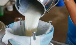 Çiğ süt fiyatlarına zam geldi: 1 Ekim'den itibaren litre fiyatı...