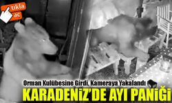 Artvin’de Orman İşçilerinin Kulübesine Ayı Girdi: O Anlar Kamerada