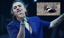 Ceylan Ertem, Sahibinin Mezarını Terk Etmeyen Vefalı Köpeği Sahiplendi