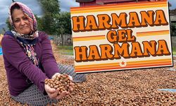 Ordu’da Fındık Mesaisi: Harmanlarda Kurutma Başladı, Üretici Fiyatlardan Şikâyetçi