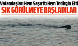 Sahile Kadar Gelen Su Samurları Vatandaşları Hem Şaşırttı Hem Tedirgin Etti