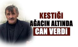 Kestiği ağacın altında can verdi
