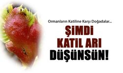 Şimdi Katil Arılar Düşünsün! Ormanlar için Görevdeler